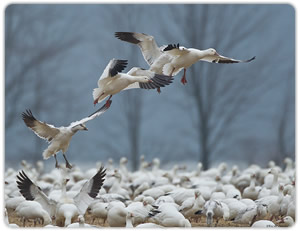 Spring Snow Goose