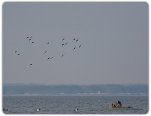 Waterfowl Hunting