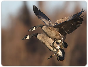 Canada goose price clearance zone