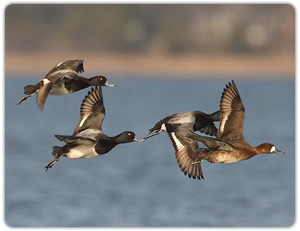 Diver Ducks